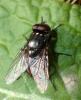 Musca sp.